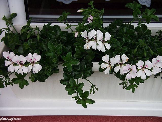 pelargonije